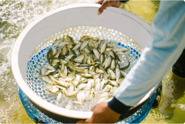 The Fish Fry Hatchery